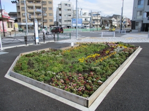 柴又フロリズ花壇（東柴又小学校）