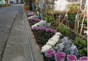 鎌倉4丁目緑道植樹帯花壇