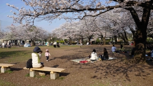 桜風景