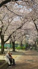 桜風景