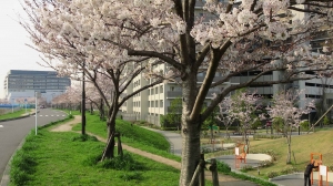 桜風景