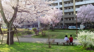 桜風景