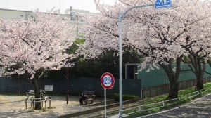 桜風景