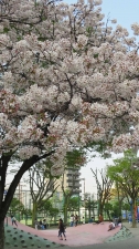 桜風景