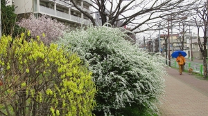 桜風景