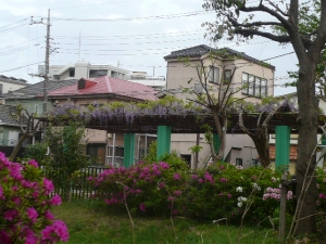 藤の花が咲いていました。