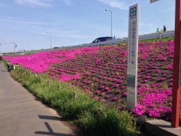 江戸川堤の芝桜