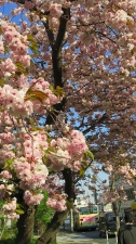 桜風景