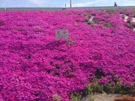 江戸川堤の芝桜