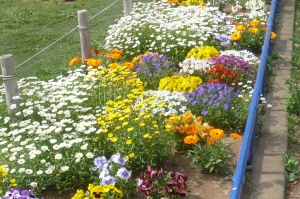 春爛漫の公園花壇(4)