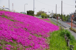 芝桜 ２