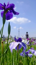 川風と青空、そして、「花菖蒲」。