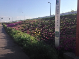 江戸川堤の芝桜