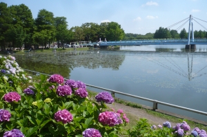 水郷の里のアジサイ