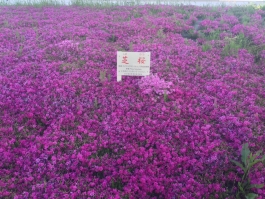 江戸川堤の芝桜