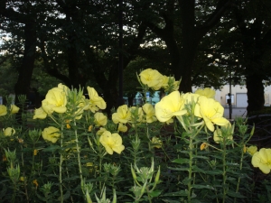 早朝は上千葉砂原公園のオオマツヨイグサで夏の暑さを忘れませんか？