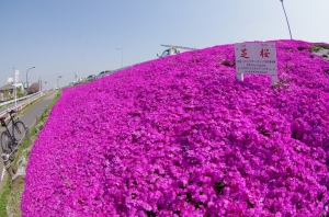 江戸川堤の芝桜