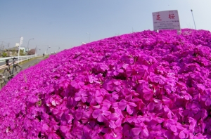 江戸川堤の芝桜