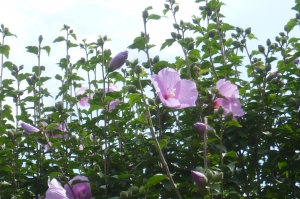 夏到来の花