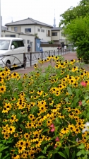 「スカイツリー」を望む公園