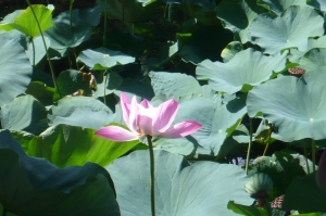 今夏の水元公園の自然を散歩する４