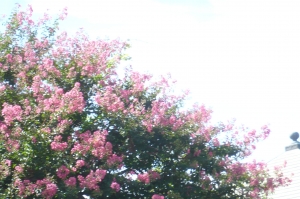 今夏の水元公園の自然を散歩する８