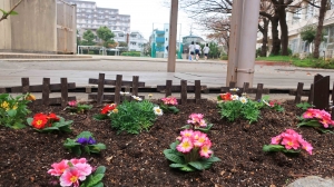 花植え１０日後