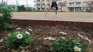 花植え１０日後