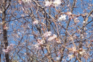 冬桜に魅せられて