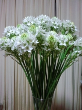 ❤ 白い綺麗な花 ❤