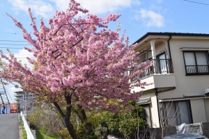 河津桜