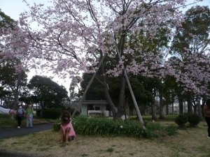 大寒桜の前で はい！チーズ (^^♪