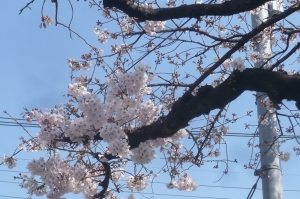 平成最後の桜