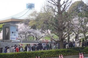 桜満開の春（九段下界隈）