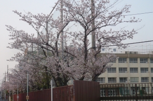 学校の桜