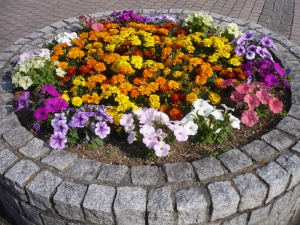 花菖蒲を待つ寄せ植え