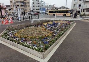 柴又フロリズ花壇（東柴又小学校）