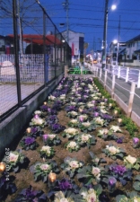 細田三丁目せせらぎ公園花壇