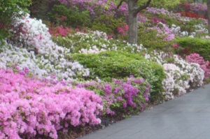 にいじゅくみらい公園の「サツキの園」(3)