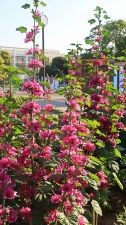 花にも活気の朝が来た。