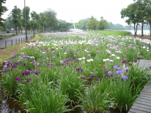 水元大橋をのぞみる七分咲きの「花菖蒲」