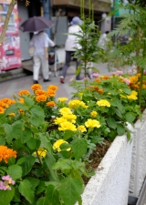 花植え