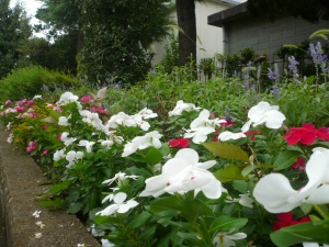 夏の花壇