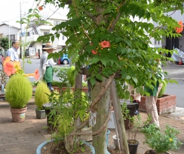 四つ木の縁側「カンカン広場」のノーゼンカズラの花