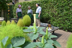 四つ木の縁側「カンカン広場」のエンゼルトランペットの花