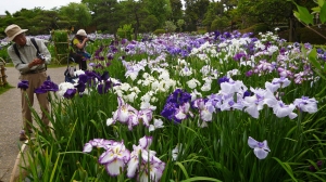 [花菖蒲」見頃