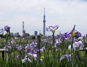 「花菖蒲」見ごろ