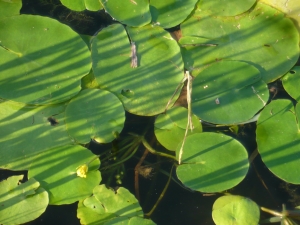 ごんぱち池の貴重種(1)