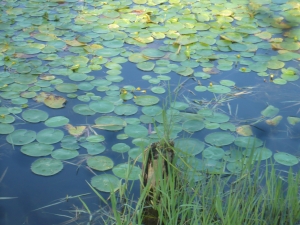 ごんぱち池の貴重種(2)