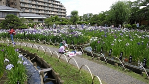 「花菖蒲」見頃。